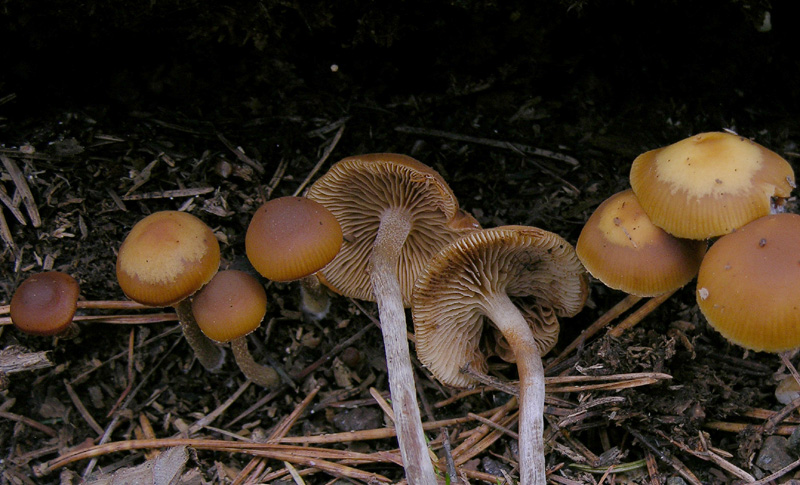 Un fosso......e una marea di funghi.(parte 2)